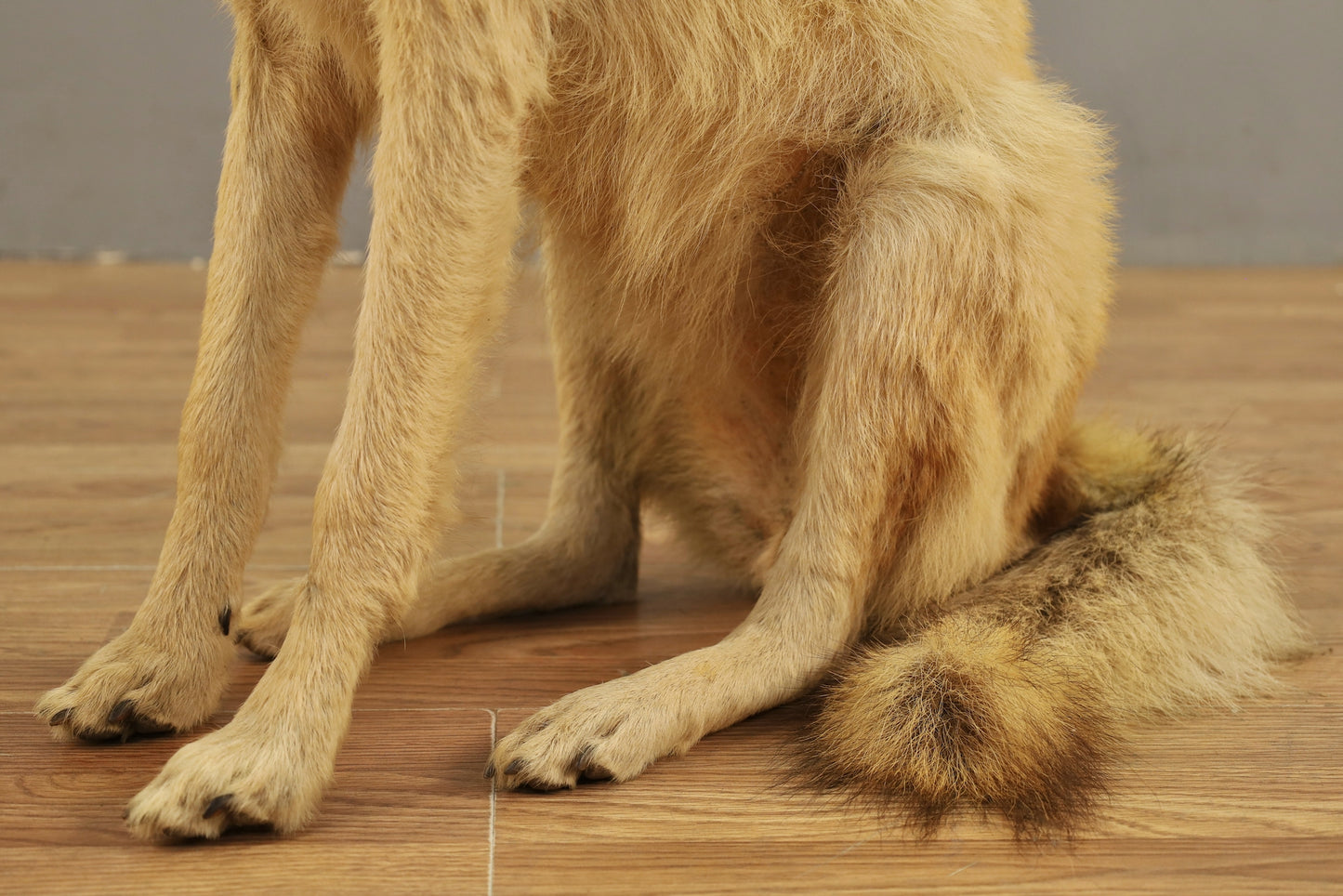 Coyote Taxidermy Mount