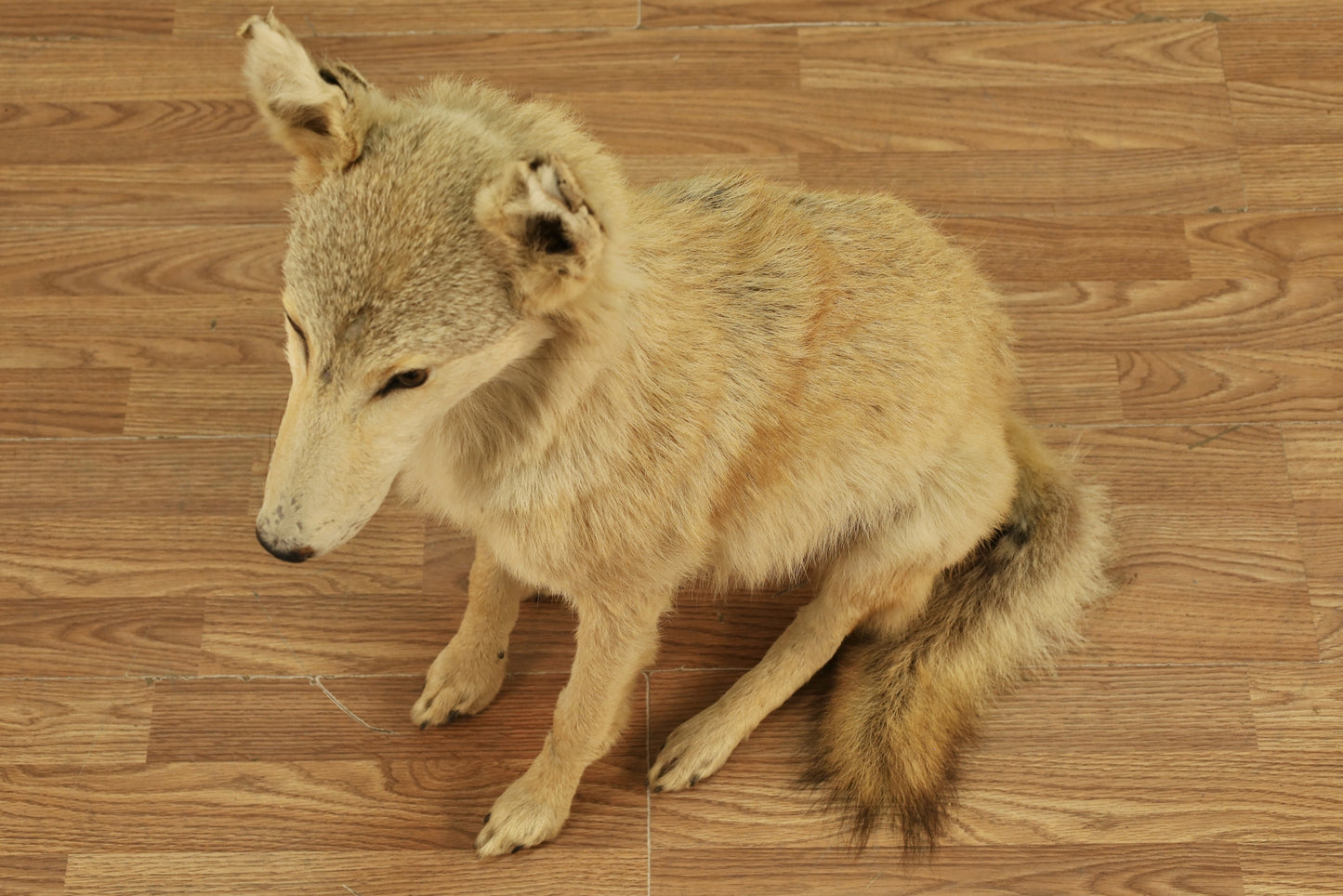 Coyote Taxidermy Mount