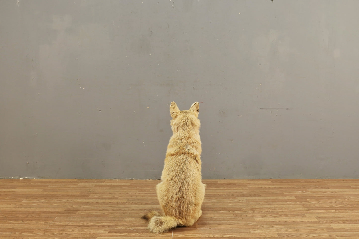 Coyote Taxidermy Mount