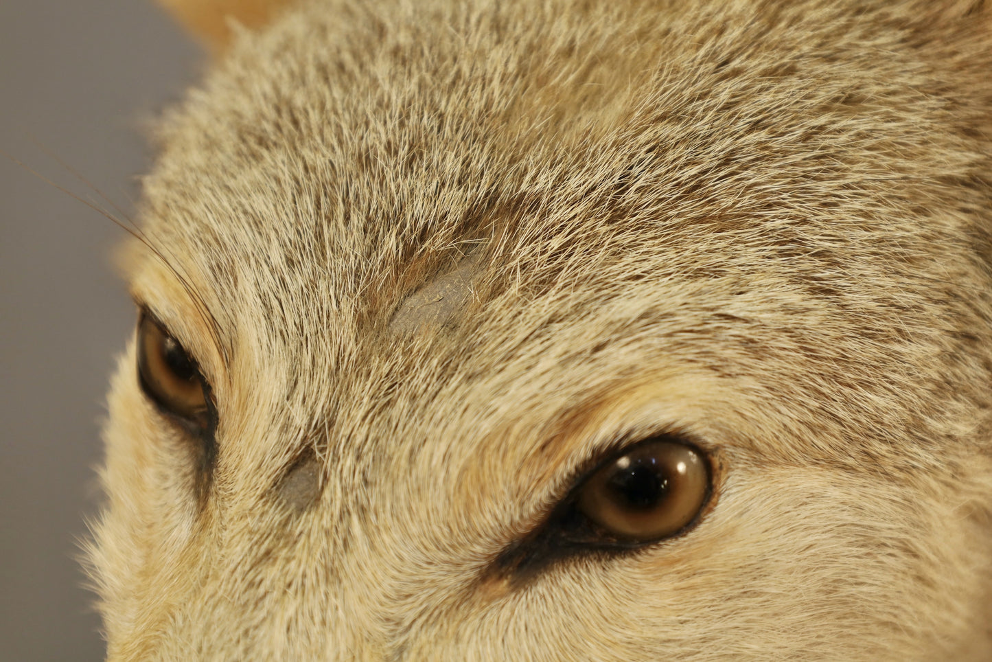 Coyote Taxidermy Mount