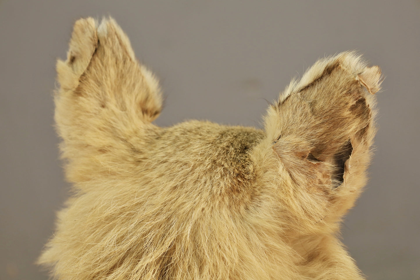 Coyote Taxidermy Mount