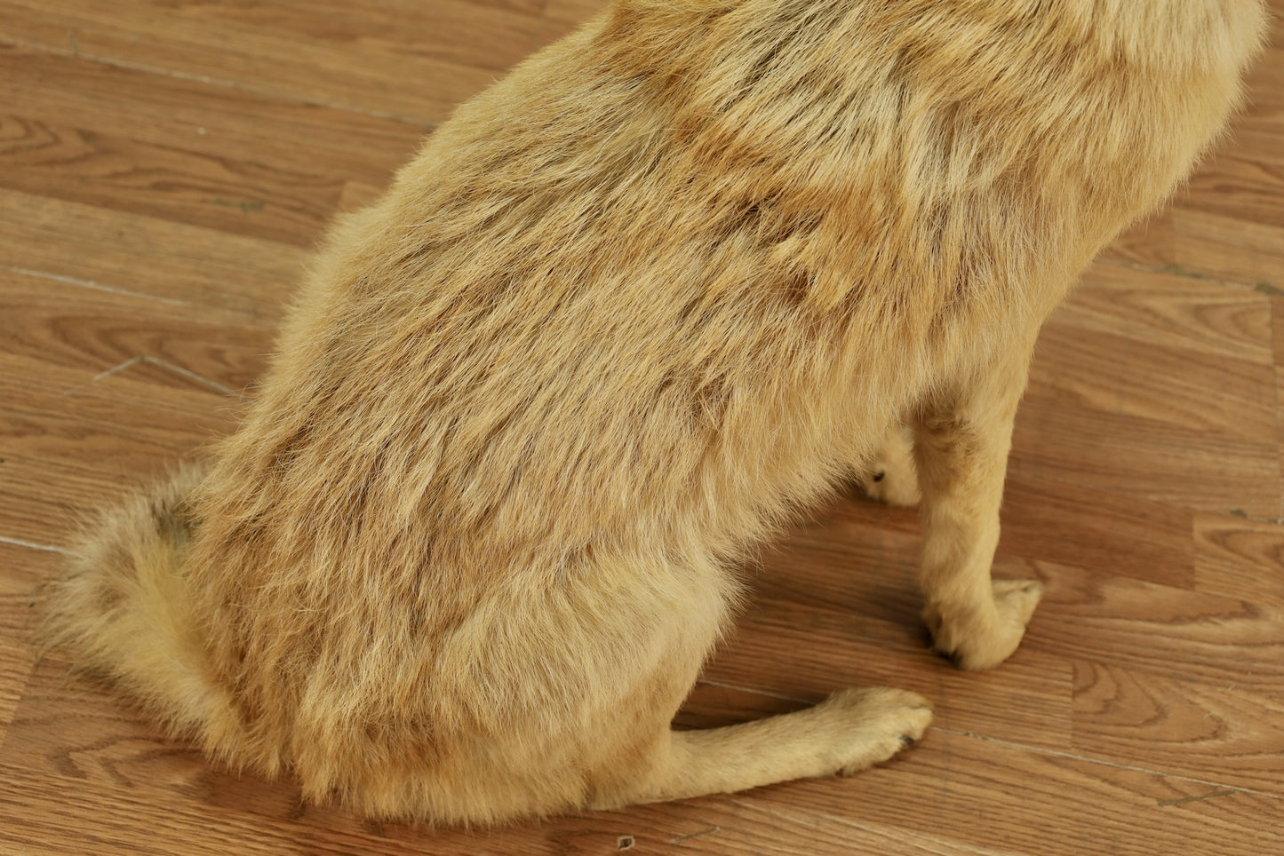 Coyote Taxidermy Mount