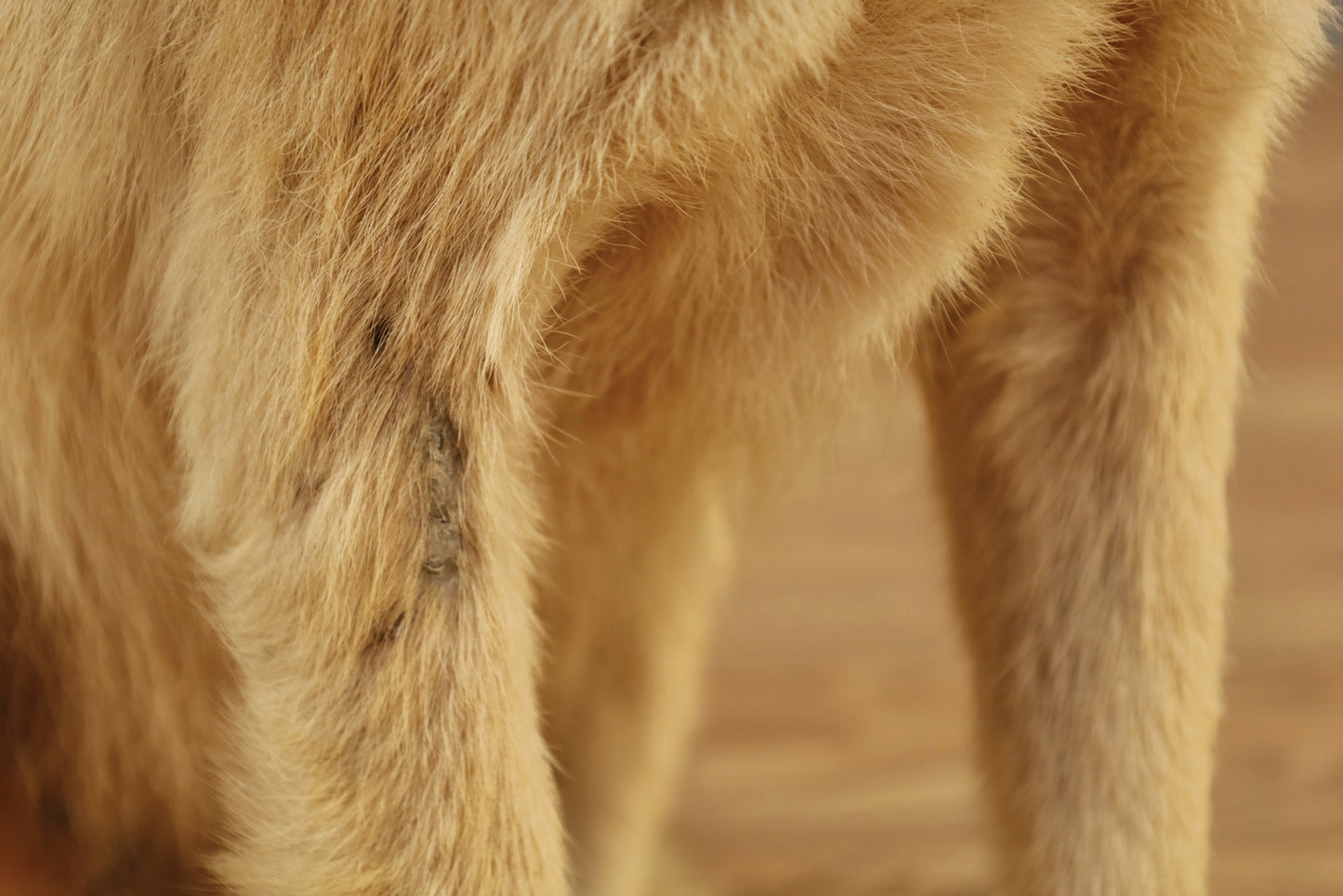 Coyote Taxidermy Mount