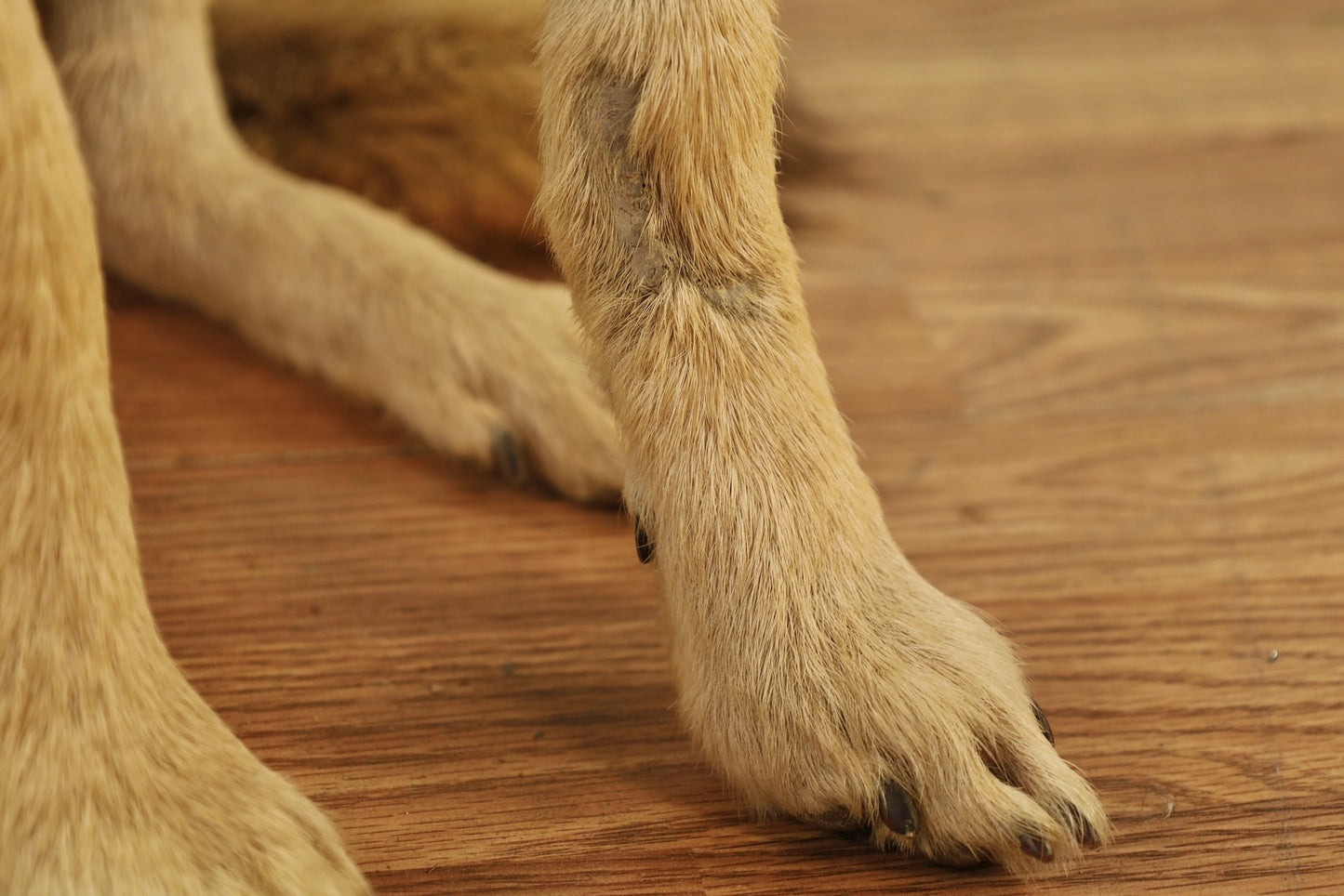 Coyote Taxidermy Mount