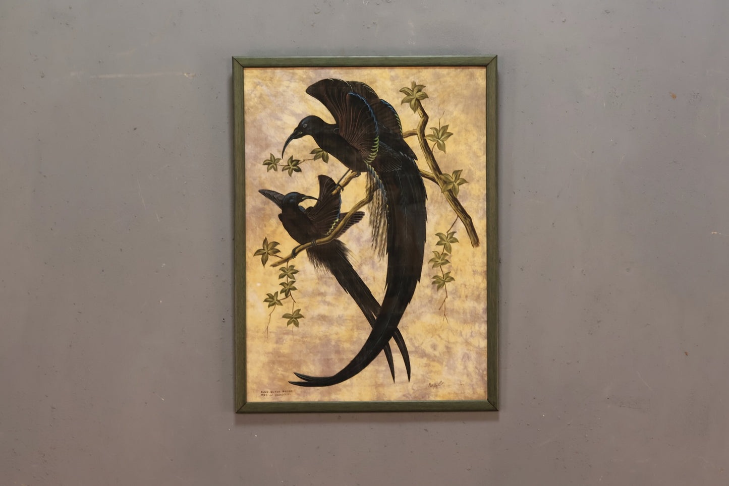 "Black Sicklebill" Silk Painting - ONLINE ONLY
