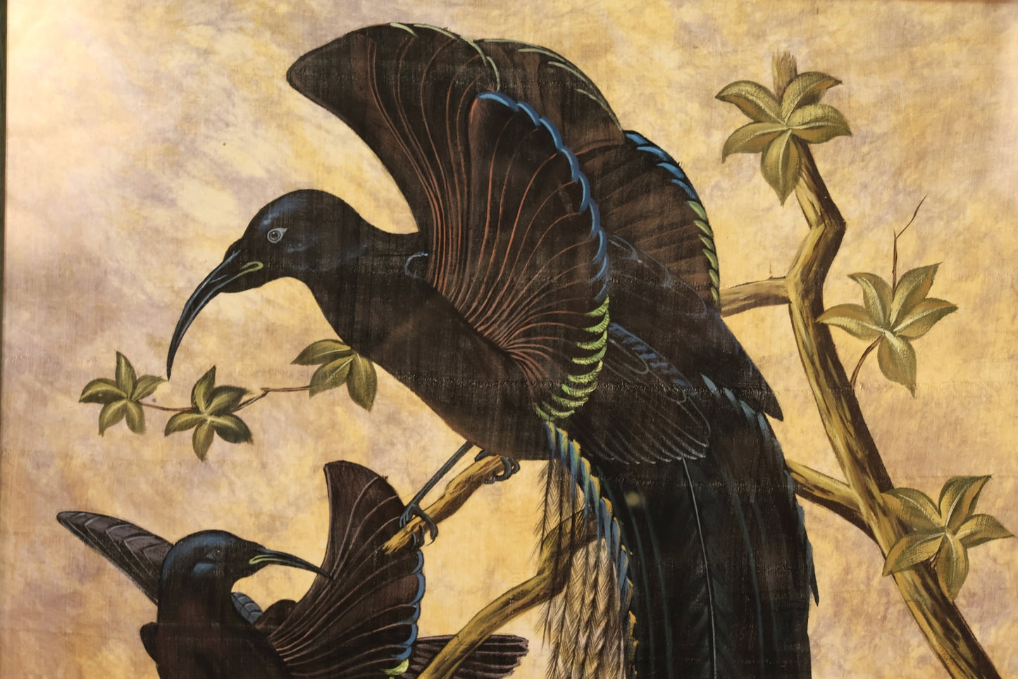 "Black Sicklebill" Silk Painting - ONLINE ONLY