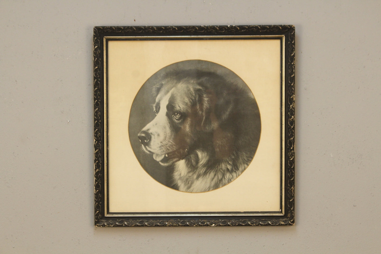 "Barry the St. Bernard" Frank Paton Print