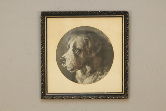 "Barry the St. Bernard" Frank Paton Print
