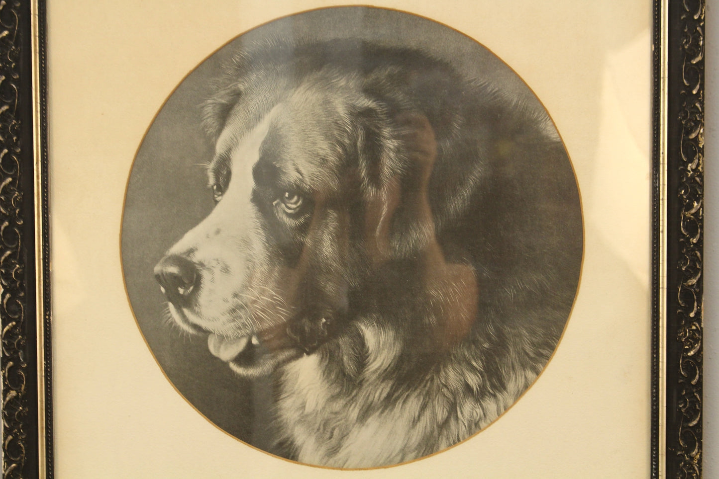 "Barry the St. Bernard" Frank Paton Print