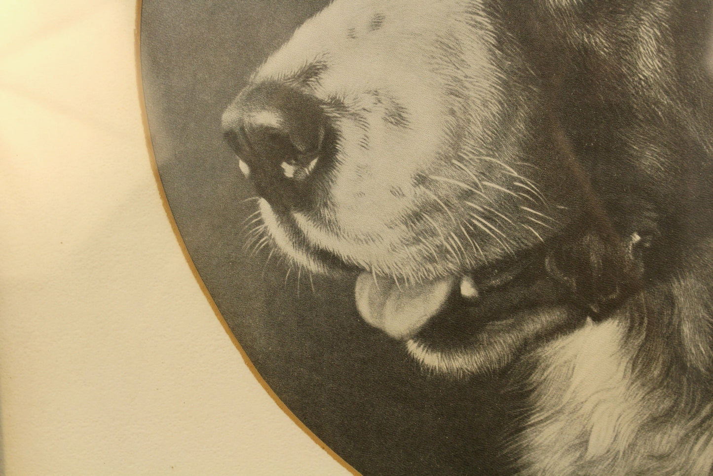 "Barry the St. Bernard" Frank Paton Print